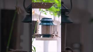 CREATE Your Own AMAZING Bird Feeder From DUST And WOOD!