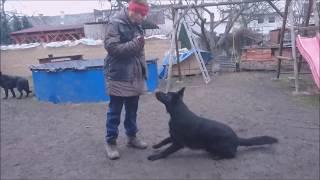 Argo Demi Moravia -  1 year, obedience
