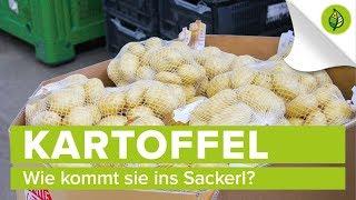 Wie kommt die Kartoffel ins Sackerl?