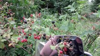 Black berries in the Ozark Outdoors