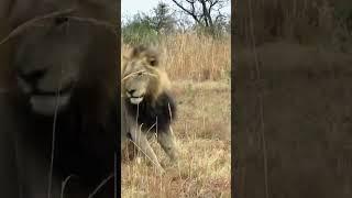 #MR T after the death of kinki tail lion#subscribe my channel#shorts#subscribefor more shorts