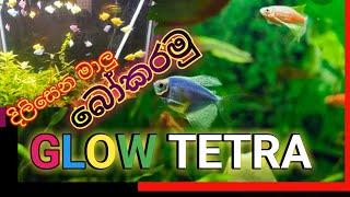 glow tetra home breeding/ sinhala