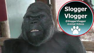 Silverback Gorilla Shows Strength When Throwing Female