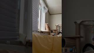 6개월 고양이 토리 #shorts