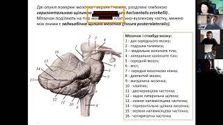 Задній мозок. Четвертий шлуночок мозку.