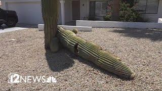 Selling Saguaros: How dead saguaros can be worth hundreds