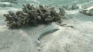 Beauty of Mother Nature Underwater in a Lagoon of Arabian Sea