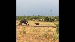 Gigantic Elephant Chased By Tiny Buffalo
