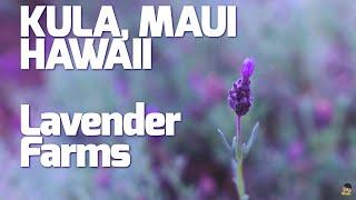 KaJam Vlog#5- Lavender Farms KULA, MAUI & Giggle Hill Makawao HAWAII (June 2020)