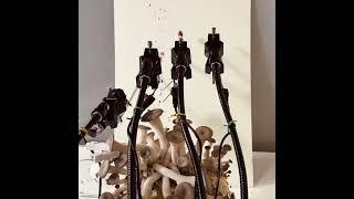 Mushroom Painting a Masterpiece #art #robot #mushroom