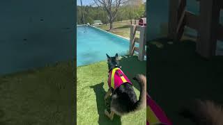 Nova Learns to Dock Dive! #dog #dogtrainer #servicedog #puppy #dockdiving #dogsports