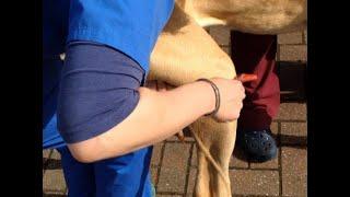 Clonic Patellar Reflex in Great Dane with Canine Cervicospondylopathy  (Wobbler Syndrome)