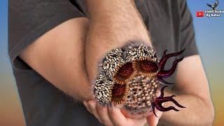 ASMR Remove Trypophobia Maggot infected  from Hand | ASMR Animation treatment | Cleaning Animation