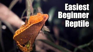 Crested Gecko - The Best Beginner Reptile