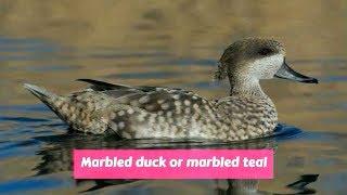 Marbled duck or marbled teal (Marmaronetta angustirostris)