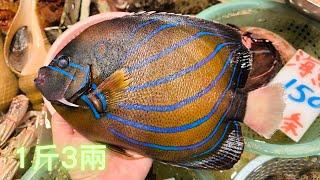 白尾藍纹：環紋蓋刺魚 1斤3估不到的人間美味,油香肉滑~fishcutting香港海鮮~社長遊街市Seafood