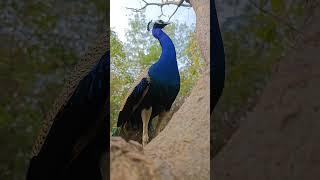 Peacock song