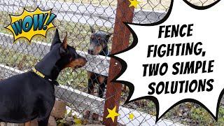 Watch me train Prince to not fence fight with neighbor dog