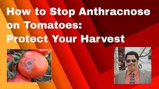 How to Stop Anthracnose on Tomatoes Protect Your Harvest