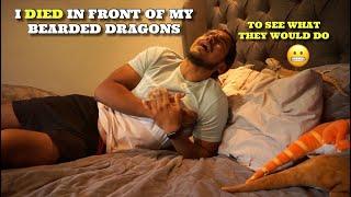 I Played Dead In Front Of My Bearded Dragons To See What They Would Do!