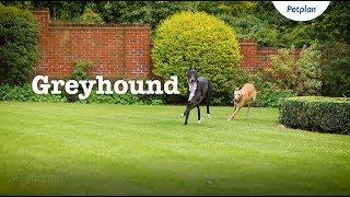 Greyhound Dog Breed Information: Temperament & Facts | Petplan