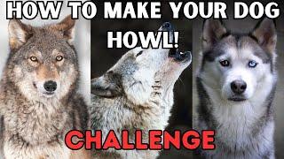 How to make your dog Howl!!! Challenge Dog Howl Test Sounds Guaranteed To Make Your Dog Howl