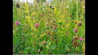 Meadow wildflowers for butterflies and moths