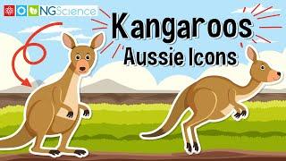 Kangaroos – Aussie Icons