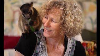 Latte Loving Tree Kangaroo An Extraordinary Animal Encounter