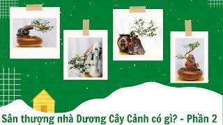 Sân thượng nhà Dương Cây cảnh có gì? - Phần 2 l Dương Cây Cảnh