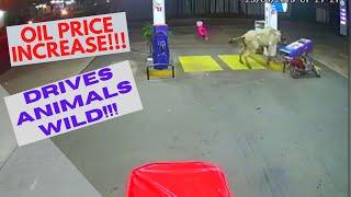 Oil Prices Increase drives animals Wild!Genius Animals Caught on camera. #oil #OilpriceIncrease