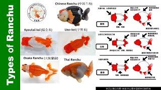 How to tell Different TYPE of RANCHU Goldfish 