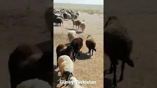 Vilage Life İn Afghanistan |Afgan Türkistanı #shortsvideo