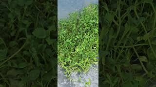 #planttissueculture  #감자연구소 #potato #임영석감자연구소 #K-potatolab