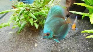 Ramireza Electric Blue