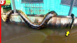 GIANT SNAKE CAPTURED BY RIBIRINHOS IN THE AMAZONAS | SUCURI IN ANAMAN SEE WHAT HAPPENED.