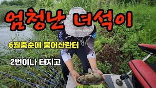 6월중순에 저수지 전역에 붕어산란 43cm멋진붕어 만나다구독자 동출 업이낚시스토리4짜붕어 #4짜붕어 #4자붕어 #붕어산란 #대물붕어