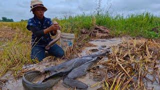 WOW WOW! Great fishermen catch many fish by hand in the fields as well as other places