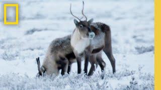 Life Below Zero Season 23 | Official Show Promo | National Geographic