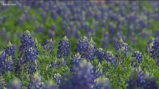 Here's how to plant bluebonnets at home