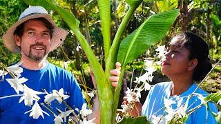 PLANTING BANANAS AND ORCHIDS IN OUR FARM | ISLAND LIFE