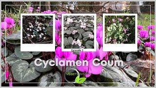 Cyclamen Coum, une fleur de printemps #cyclamen #cyclamencoum #vegetosphere