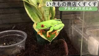 【アカメアマガエル】食べたら死にそうだけど可愛い