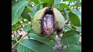 Mudas de nozes - Walnut Saplings Chandler - Fernor - Turkey - Nogueira Chandler Planta - Portugal