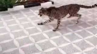هوشة بين الذيب وشيتا مع عبدالرحمن العنزي ابوهاني