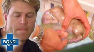 Top 5 High-Risk Puppy Births  Dogs Giving Birth | Bondi Vet Compilation | Bondi Vet