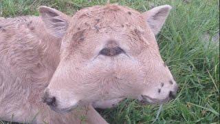 Lucky The Rare 2-Headed Calf Dies A Week Before Life-Changing Surgery