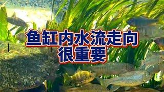 鱼缸内水流走水方向很重要，给大家分享一下干货