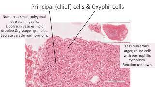 Histology with Chimmalgi: Parathyroid gland