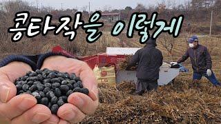 들판에서 콩 털고 먹는 삼계탕~